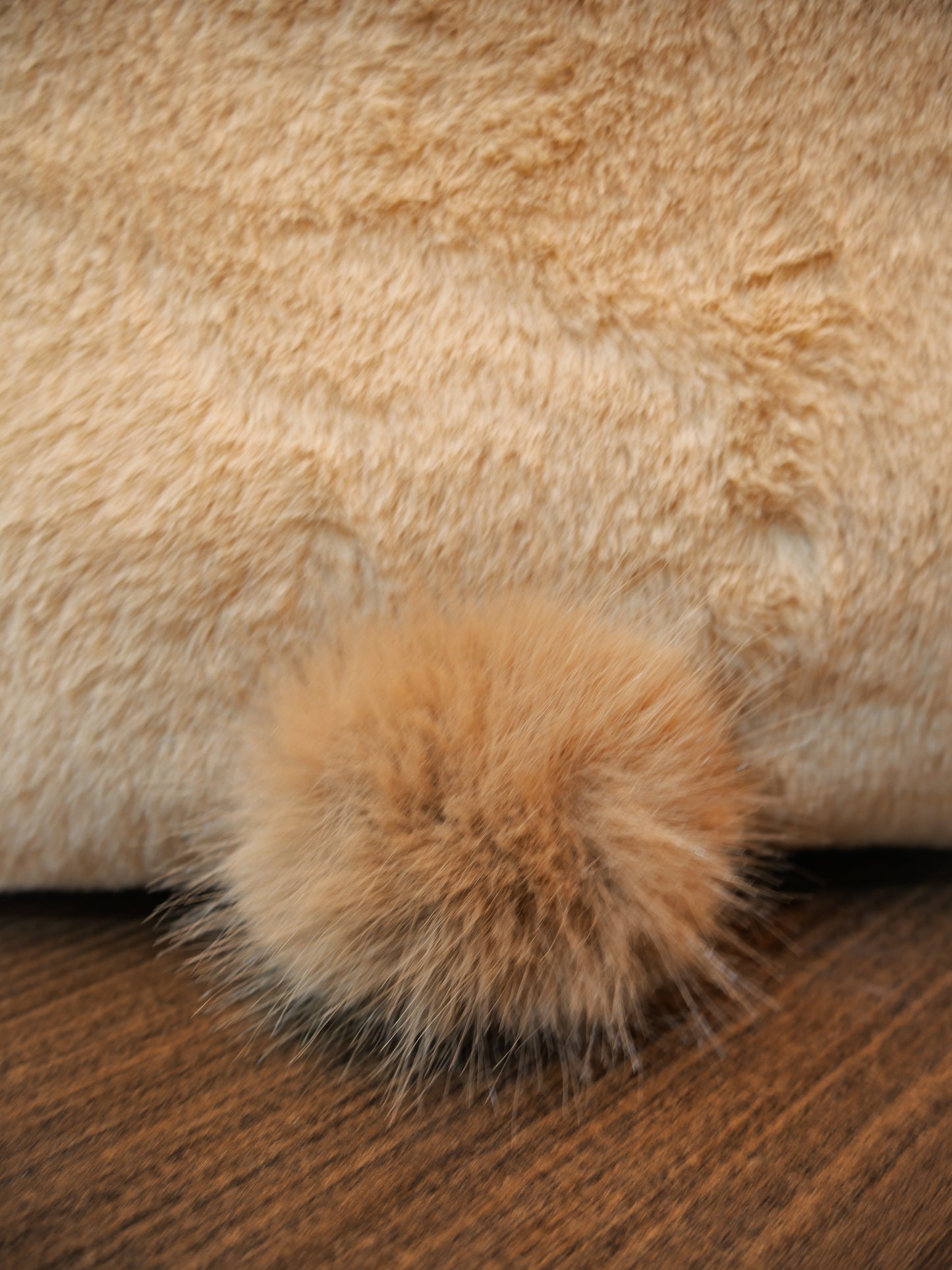 Be My Bear (Carrier)