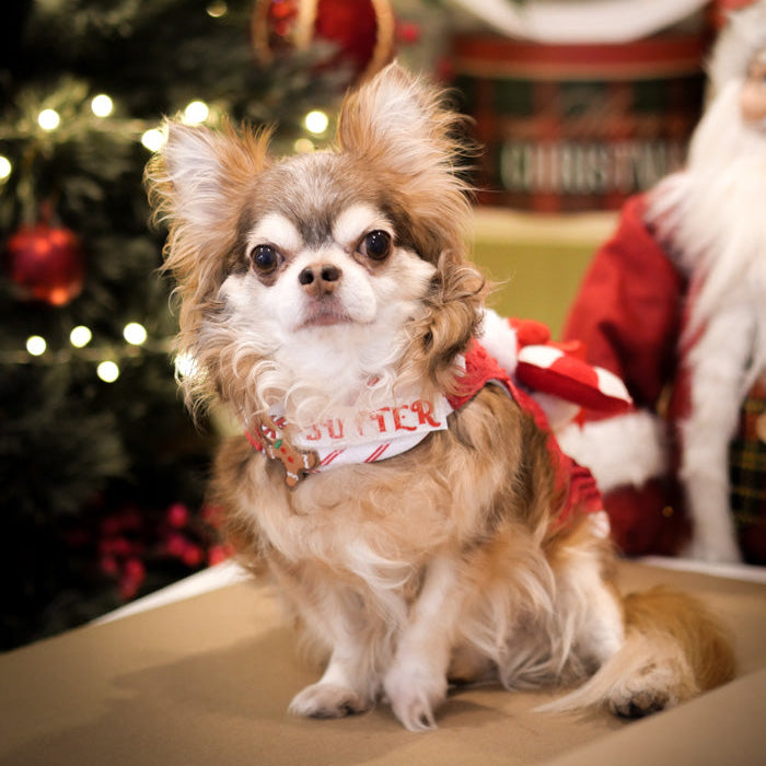 Sally Candy Cane (Harness - Boy)